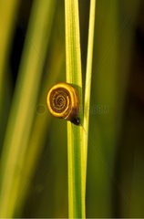 Wheel snail on a leaf