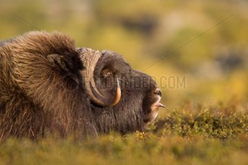 Portrait of a Muskox tongue out in Norway