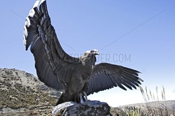 Andean Condor opening it wings Andes of Merida Venezuela