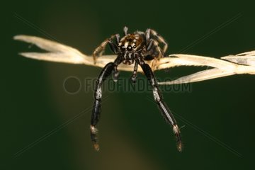 Male Spider on an ear Bax Haute-Garonne