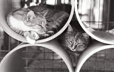 Katzen schlafen in Rollers Zuflucht von Beauregard Frankreich