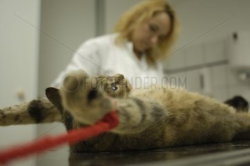 Vorbereitung einer Katze  die vor der Operation Frankreich anästhesiert wurde