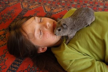 Fillette endormie avec son cochon d'Inde gris