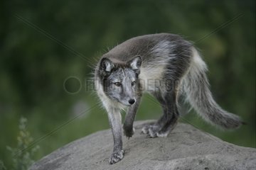 Arctic fox in sumer livery Arctic