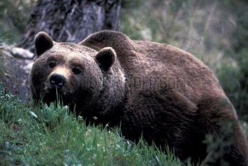 Ours brun des Pyrénées couché dans l'herbe Espagne