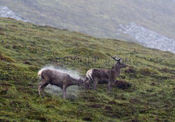 Red deer in heavy rain on mountainside - Scotland UK