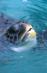 Porträt einer grünen Meeresschildkröte mit dem Kopf aus dem Wasser