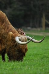 Highland cow and her newborn calf Limousin France