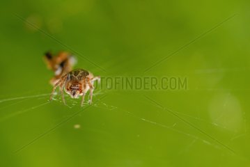 Weaver Spider on its cobweb France