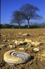 Fossil ammonite in a plowed field Bas-Rhin France
