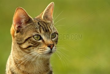 Portrait of an adult cat
