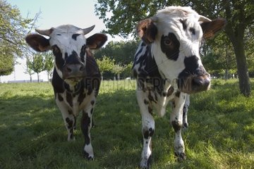 Vaches normandes dans les prés Gainneville