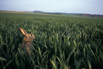 Attentive European Rabbit in a field Picardie France