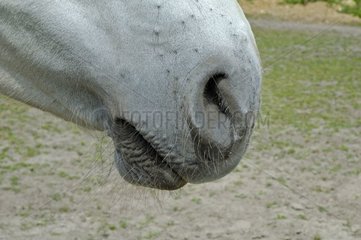 Nasenloch eines grauen Pferdes Frankreich