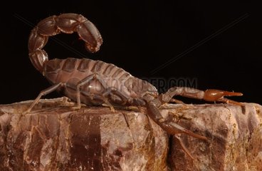 Scorpion seen of profile United Arab Emirates