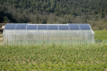 Greenhouse covered with solar panels France