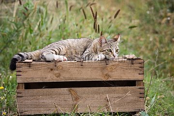 Katze auf einer Holzkiste liegt