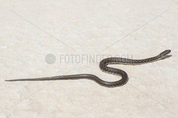 Young Dice snake crawling Peloponnese Greece