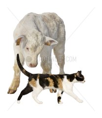 Charolais -Kalb beobachtet  wie eine Katze vor ihm vorbeikommt
