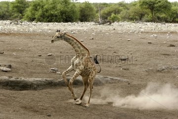 Girafon jouant Parc National d'Etosha