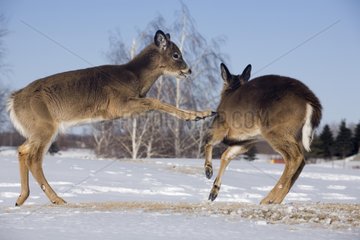 White-tailed Deer rebuffing a congener Quebec Canada