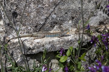 Peloponnese Wall Lizard on rock Peloponnese Greece