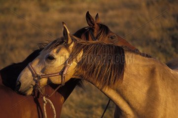 Meeting again between two horses Quiberon France