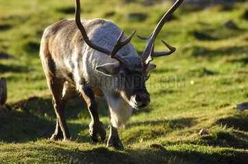 Male Caribou going to meet its concurrant Sweden