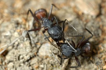 Trophallactic exchange between two Ants Andalucia Spain