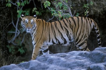 Tigresse marchant PN Banghavgarh Inde