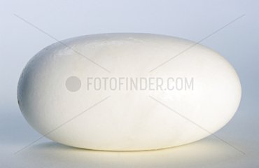 Egg of Nile Crocodile
