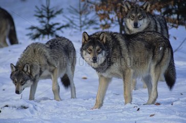 Loups d'Europe dans la neige Allemagne