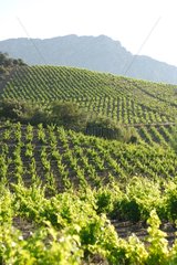 Vigneyards am FuÃŸe von Corbieres Languedoc-Roussillon