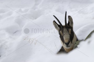 Chamois in the snow Gran Paradiso National Park Italy