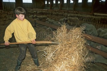 Fils d'agriculteur distribuant de la paille aux moutons