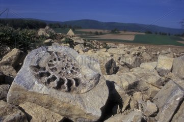 Fossile Ammonit in einem Vosges -Feld