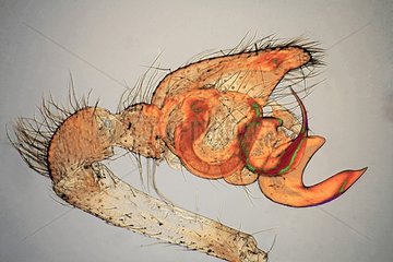 Pedipalp der Spinne unter Mikroskop