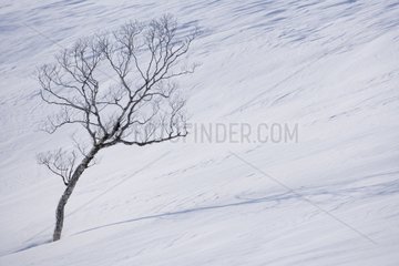 Breiter Leaved Tree im Schnee im Winter Hokkaido Japan