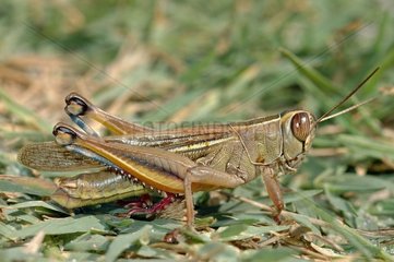 Male locust swimmer Mouth of Golo Venzolasca France