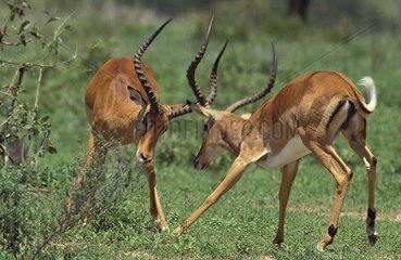 Kampf von Impalas Tansania