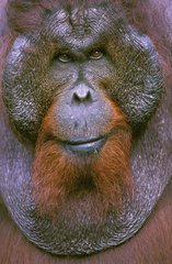 Orang-outan mâle Bornéo