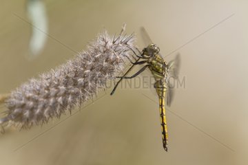 Black-tail skimmer eating a Damselfly - France