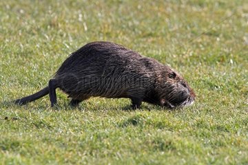 Nutria walking in the grass - Normandy France
