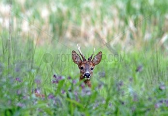 Buck roedeer in the grass - Normandy France