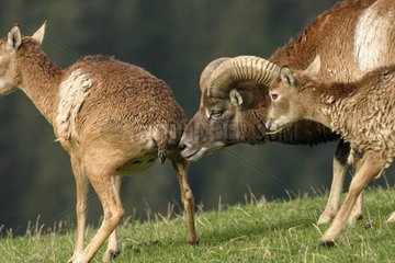 Mouflon mâle sentant une femelle Wildpark Aurach Autriche