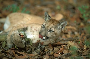 Puma jouant avec un iguane avant de le manger Venezuela