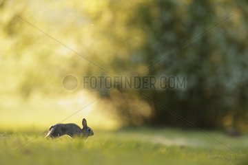 European rabbit running in clearing Aube France