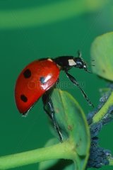 Käfer auf einem Stiel mit einer Gruppe von Blattläusen