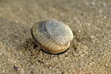 Gemeinsame Herzmuschel im Sand bei Ebbe