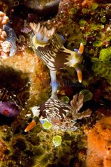 Coupling of Nudibranches on Coral Sulawesi